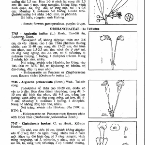 Cây Cỏ Việt Nam (Bộ 3 quyển) – Phạm Hoàng Hộ