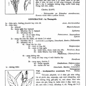 Cây Cỏ Việt Nam (Bộ 3 quyển) – Phạm Hoàng Hộ